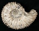 Large Douvilleiceras Ammonite - Madagascar #16920-1